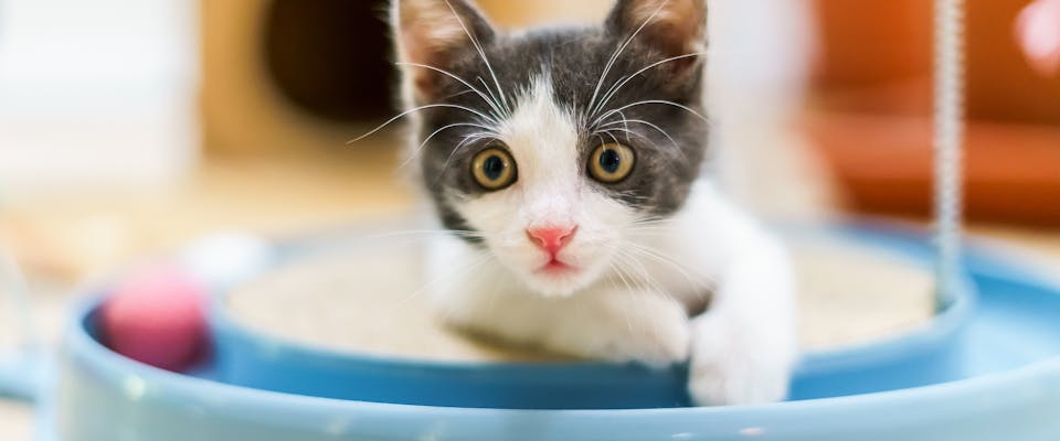 Best puzzle sales toys for cats